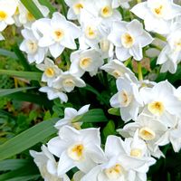 地植え,日当たりの良い場所,畑の画像