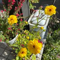 グレビレア,ラナンキュラス　ラックス,ナチュラルガーデン,お庭の花たち,宿根草の庭の画像