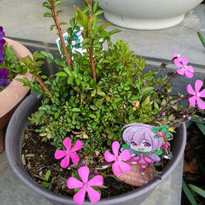 ミニバラ,シレネ ピンクパンサー,癒し,PR,お花は癒しの画像