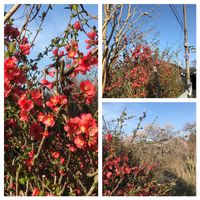 ボケ,ミツマタの画像