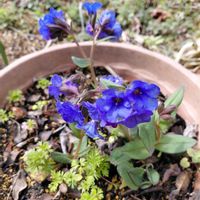 プルモナリアの画像