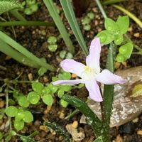 チオノドクサ,アッツ桜,傘咲ルピナスの画像