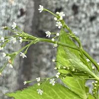 ミツバ,ハーブ,花壇,ガーデニング,山野草の画像