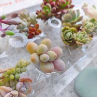 多肉植物,カット苗,多肉植物のある暮らしの画像