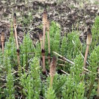 サクラ,ツクシ,春の訪れ,お花大好き♡,ウォーキングの画像