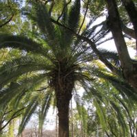 ソメイヨシノ,カナリーヤシ,フェニックス,ヒメウズ,寄り道散歩の画像