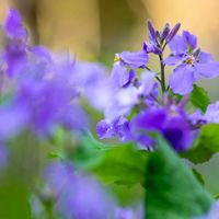 オオアラセイトウの画像