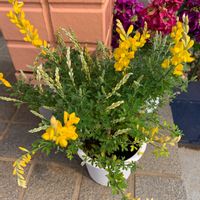 ヒメエニシダの画像