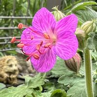 ゲラニウム,フウロソウ,ゲラニウム ケンブリッジ,宿根・多年草,ケンブリッジの画像