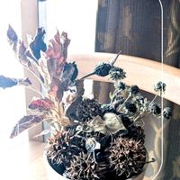 ドライフラワー,ガーデニング,花のある暮らし,小さな庭,庭の画像