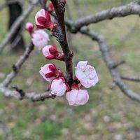 アンズ,アンズ,アンズ,アンズ,京都府立植物園の画像