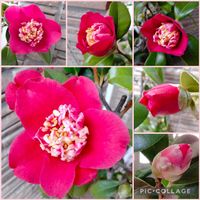 ツバキ,卜伴椿,椿・式部,卜半椿　式部,鉢植えの画像