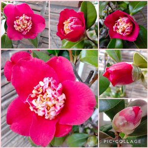 ツバキ,卜伴椿,椿・式部,卜半椿　式部,鉢植えの画像