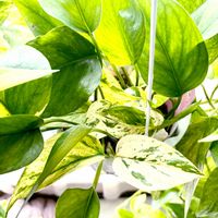 ポトス,サトイモ科,斑入りポトス,ポトス テルノシャララ,ポトス テルノシャララの画像