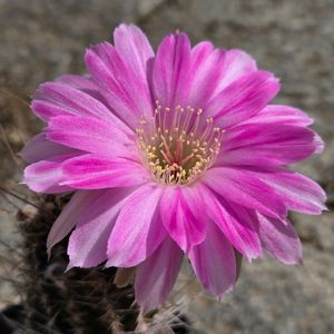 サボテン,花サボテン,サボテンの花,さぼてんの花の画像