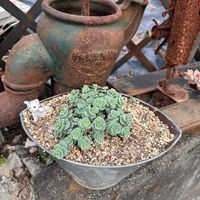 ミセバヤ,多肉植物,新芽,多肉植物のある暮らし,多肉植物が好きの画像