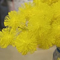 ミモザ,春だよイエロー祭の画像