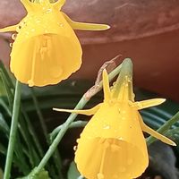 春萌,天使の雫,黄色,しずく,黄色の花の画像