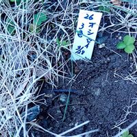 オシロイバナ,オシロイバナ,ガーベラ,ガーベラ,フリージアの画像