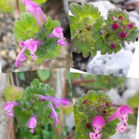 ホトケノザ,水仙,タネツケバナ,ヒメオドリコソウ,たんぽぽの画像