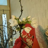 観葉植物,2026年の画像