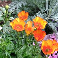 紅梅,キンギョソウ　アールグレイ,黄モッコウバラ,ラグラスバニーテール,キンセンカ　コーヒークリームの画像