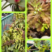 ムベ,ユキヤナギ,ムベの花,ムシクサ,ムシクサの画像