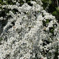 スモモ,ボケ,ユキヤナギ,ミニチュアシュナウザーの画像