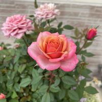 タマラコルダナ,お花,花のある暮らし,植物のある暮らし,ありがとう♡の画像