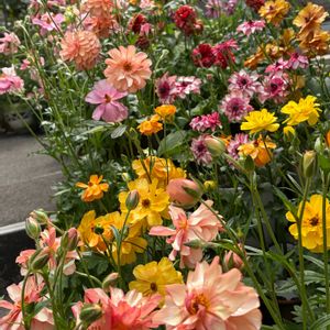 ミニバラ,ラナンキュラス　ラックス,ラナンキュラス　ラックス,ラナンキュラス　ラックス,春のお花いろいろ♡の画像