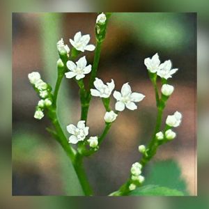 三つ葉,香菜,三つ葉の種,三つ葉の水耕栽培,水耕栽培の画像