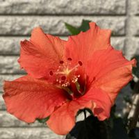 ハイビスカス,ブーゲンビリア,ハワイアン,南国植物,玄関アプローチの画像