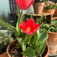 チューリップ,チューリップ,チューリップ,ムスカリ,ネペタ キャッツパジャマの画像