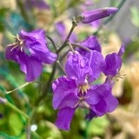 ムラサキハナナの画像