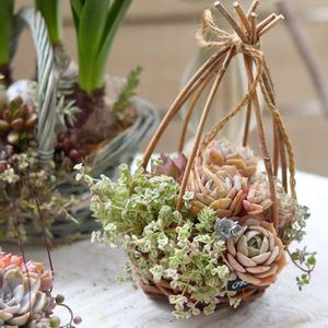 リトルミッシー,ローラ,ベランダガーデン,多肉植物のある暮らし,多肉ワークショップの画像