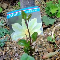 クレマチス,マーガレット,ムスカリ,紫陽花,アナベルの画像