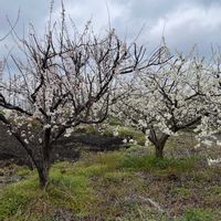 スモモ,スモモ(李),スモモ(李),スモモ(李),ベニバスモモ（紅葉李）の画像