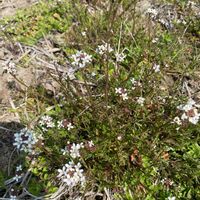 タネツケバナの画像