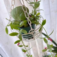 ディスキディア,カンガルーポケットの画像