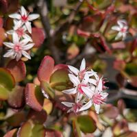 多肉植物,かわいい,多肉棚,豪華,三重県の画像