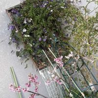 サクラ,サクラ,ハーデンベルギア,ハーデンベルギア,バラの画像