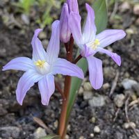 チオノドクサ,花のある暮らしの画像