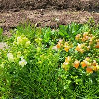 キンギョソウの画像