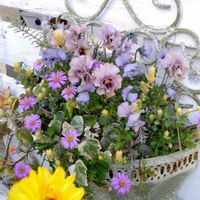 ブラキカム,ロータスブリムストーン,ラナンキュラスラックス,ビオラ　レディ,寄せ植え.の画像