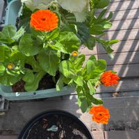 キンセンカの画像