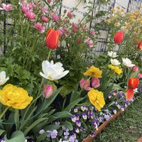 チューリップ,アナベルの画像