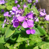 ムラサキハナナの画像