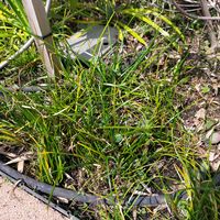 リュウノヒゲの画像