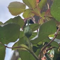 バラ,つるローズうらら,バラを楽しむ,ばら バラ 薔薇,ばら 薔薇 バラの画像