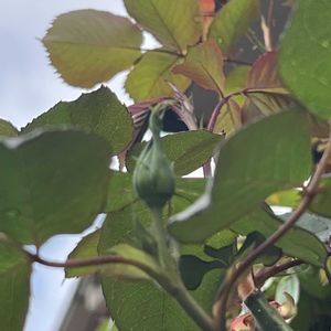 バラ,つるローズうらら,バラを楽しむ,ばら バラ 薔薇,ばら 薔薇 バラの画像